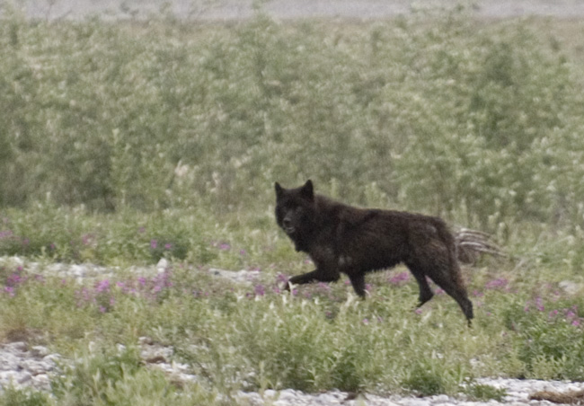 Wolf, Canning River. Photo Aaron Lang.