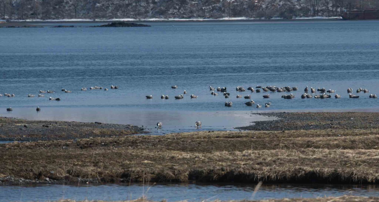 Spring Fever Birding: Kodiak and Nome – Wilderness Birding Adventures