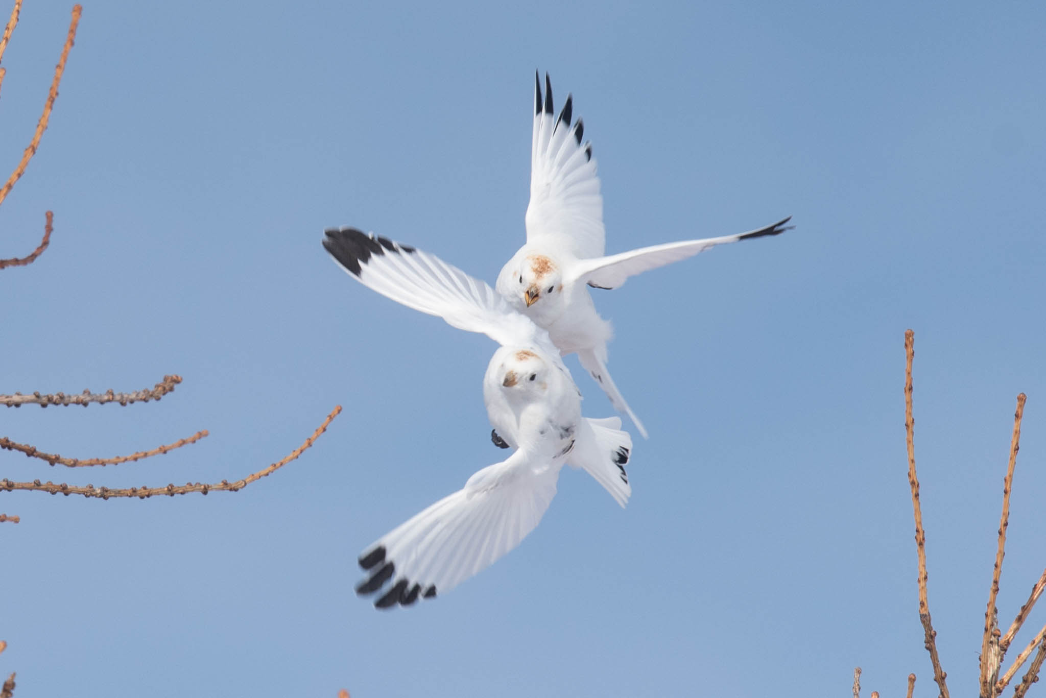 McKay's Buntings cavorting on a sunny day in Nome. Photo Aaron Lang.