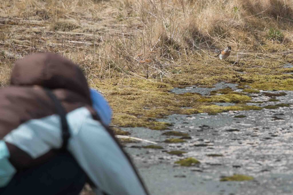 Brambling, Adak Island, Alaska.