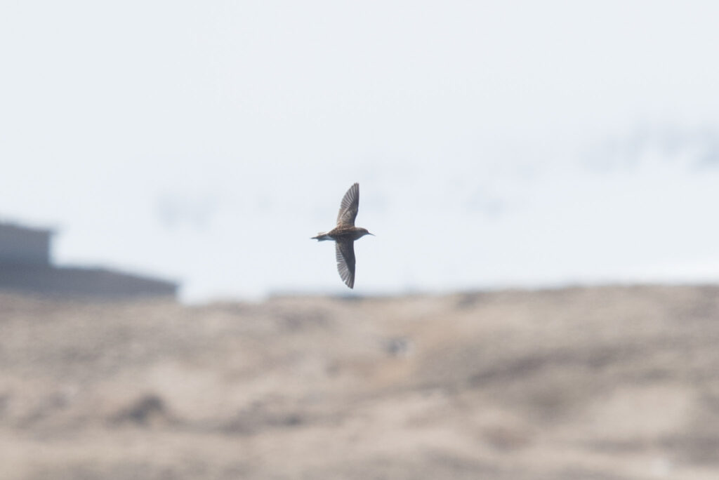 Long-toed Stint, Adak Island, Alaska.