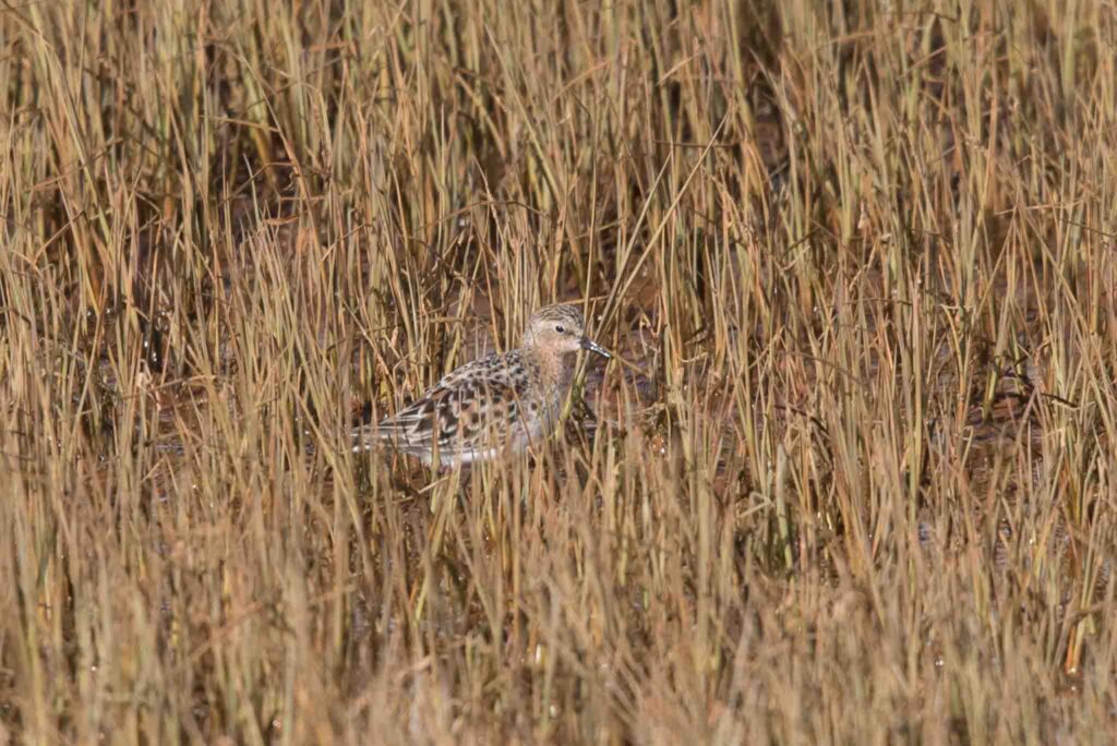 Red-necked Stint, Adak Island, Alaska,