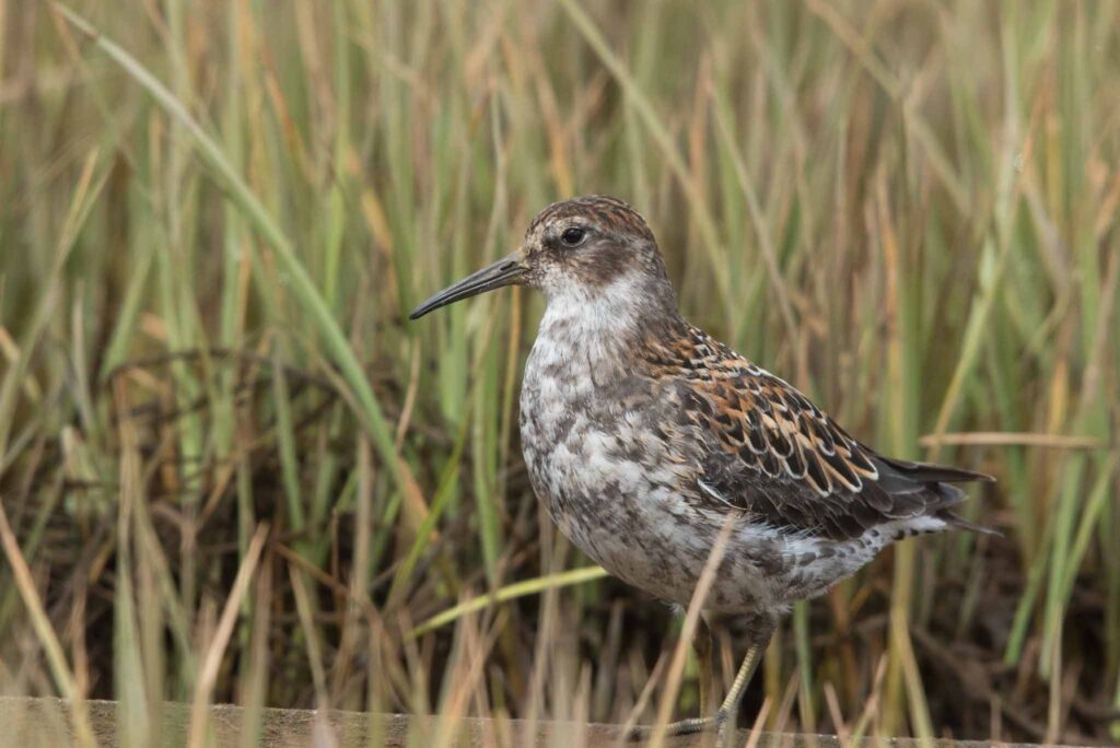 Rock Sandpiper, Adak Island, Alaska.