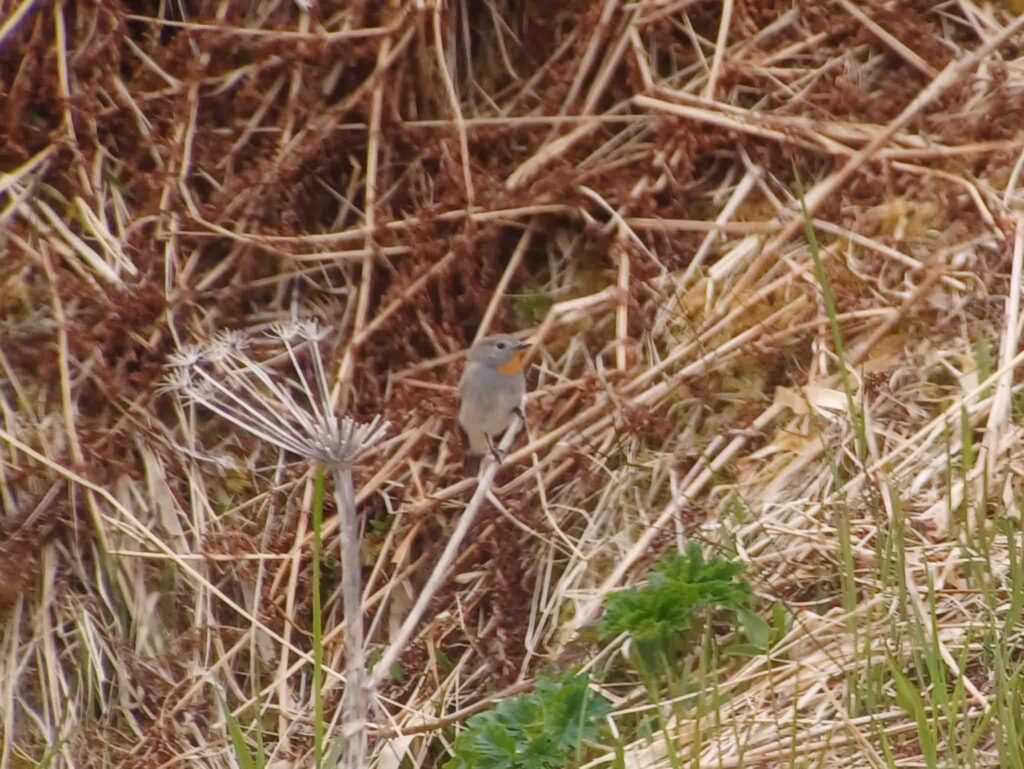 Taiga Flycatcher, Adak Island, Alaska.