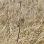 Taiga Flycatcher, Adak Island, Alaska.