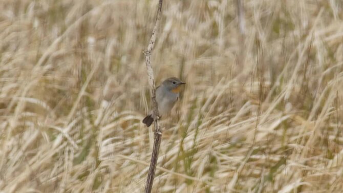 Taiga Flycatcher, Adak Island, Alaska.