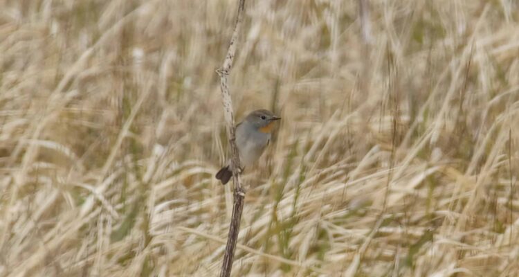 Taiga Flycatcher, Adak Island, Alaska.