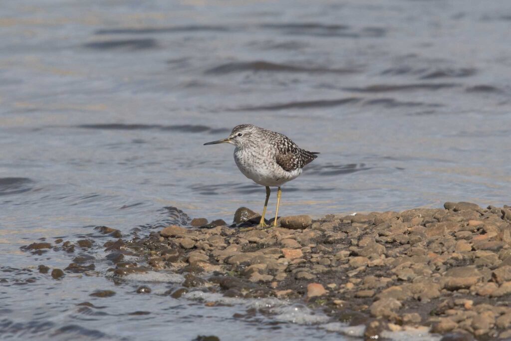 Wood Sandpiper, Adak Island, Alaska.