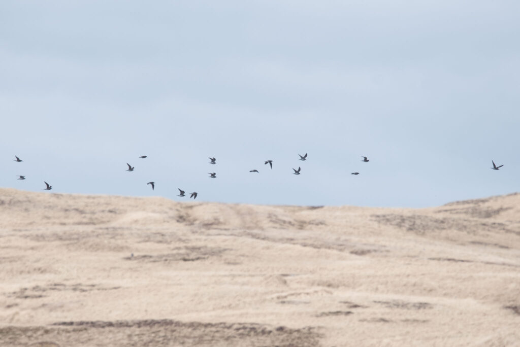 A flock of Wood Sandpipers, Adak Island, Alaska.