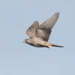 A Gyrfalcon Hunts Over Clam Lagoon, Adak Island, Alaska.