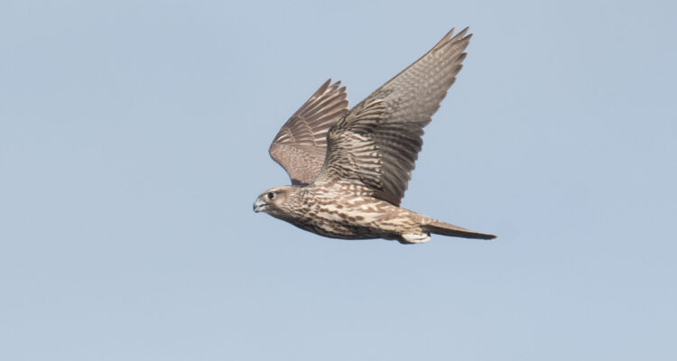 A Gyrfalcon Hunts Over Clam Lagoon, Adak Island, Alaska.