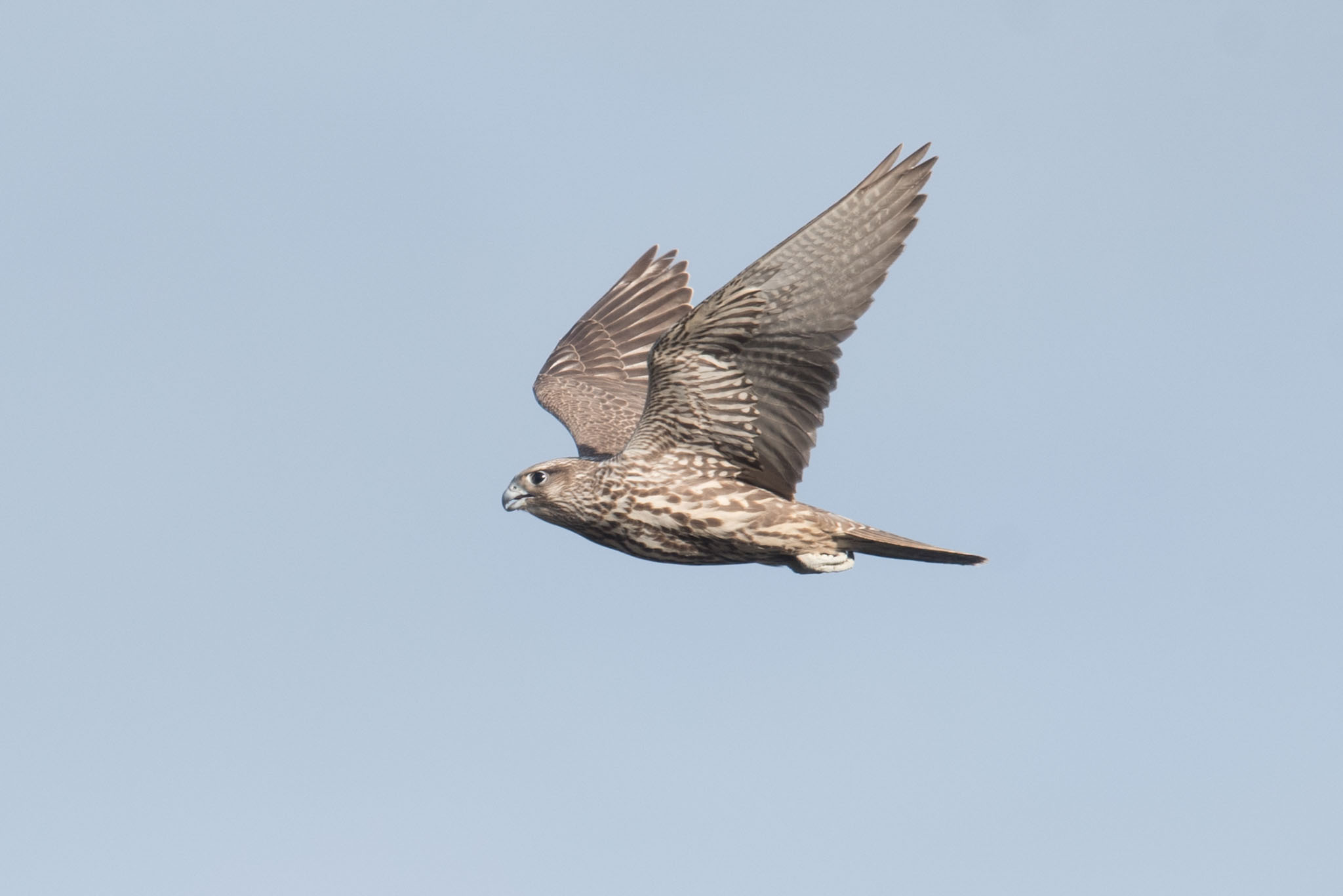 A Gyrfalcon hunts over Clam Lagoon, Adak Island, Alaska.