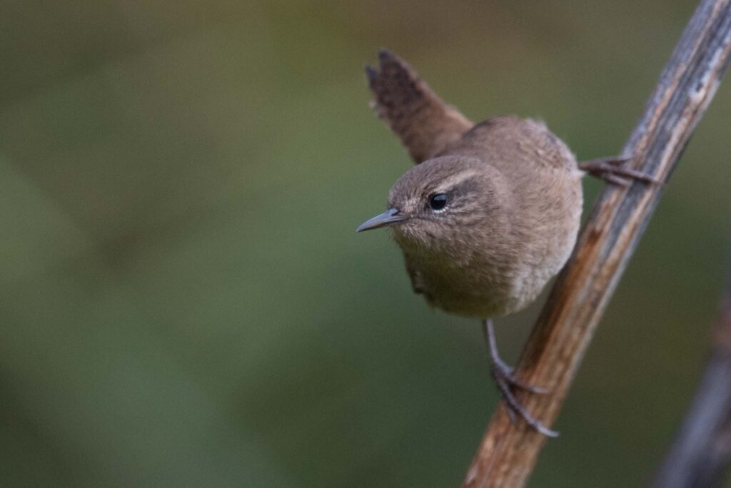 The cheeky Pacific Wren is common at Adak Island. 