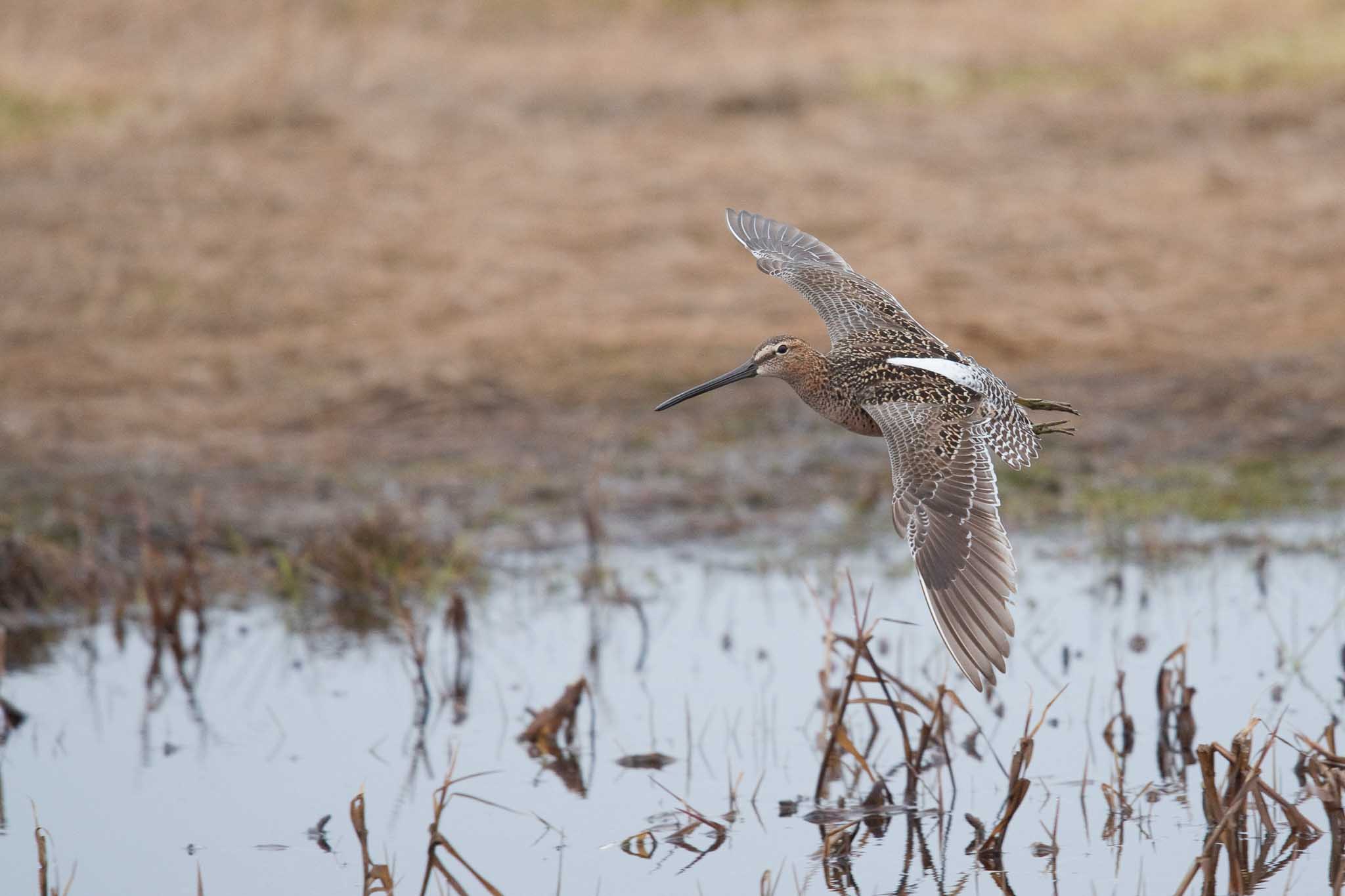 Long-billed Dowitcher