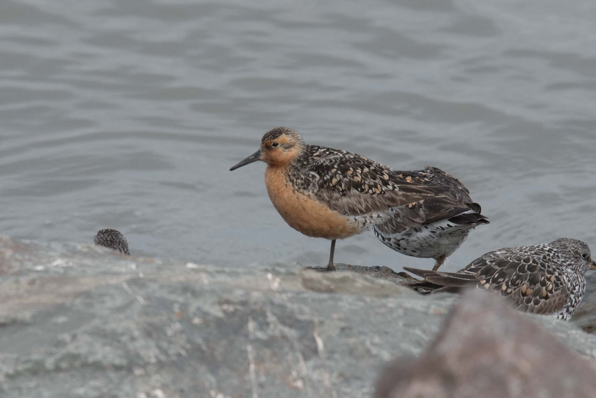 Red Knot and Surfbirds