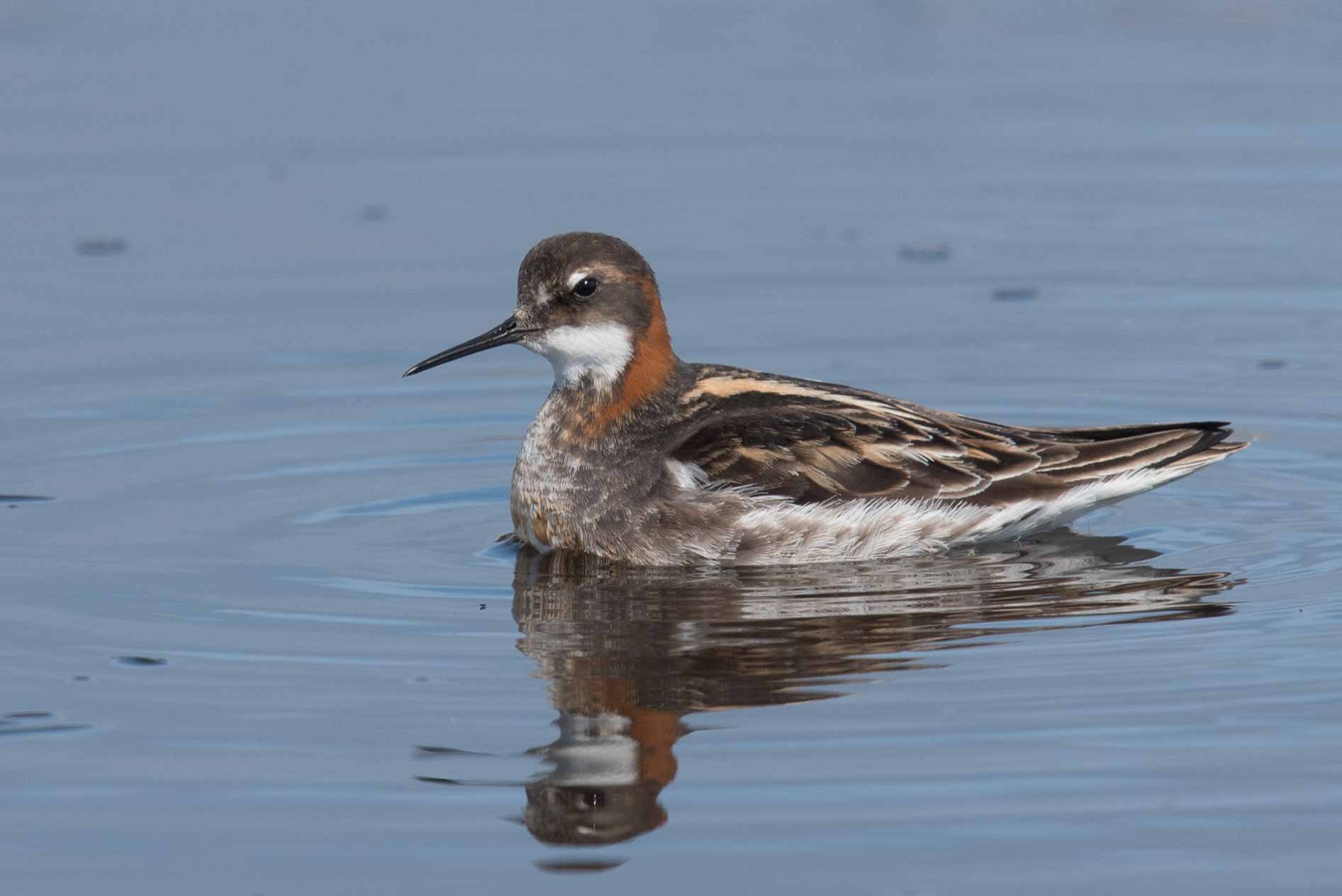 Red-necked Phalarope