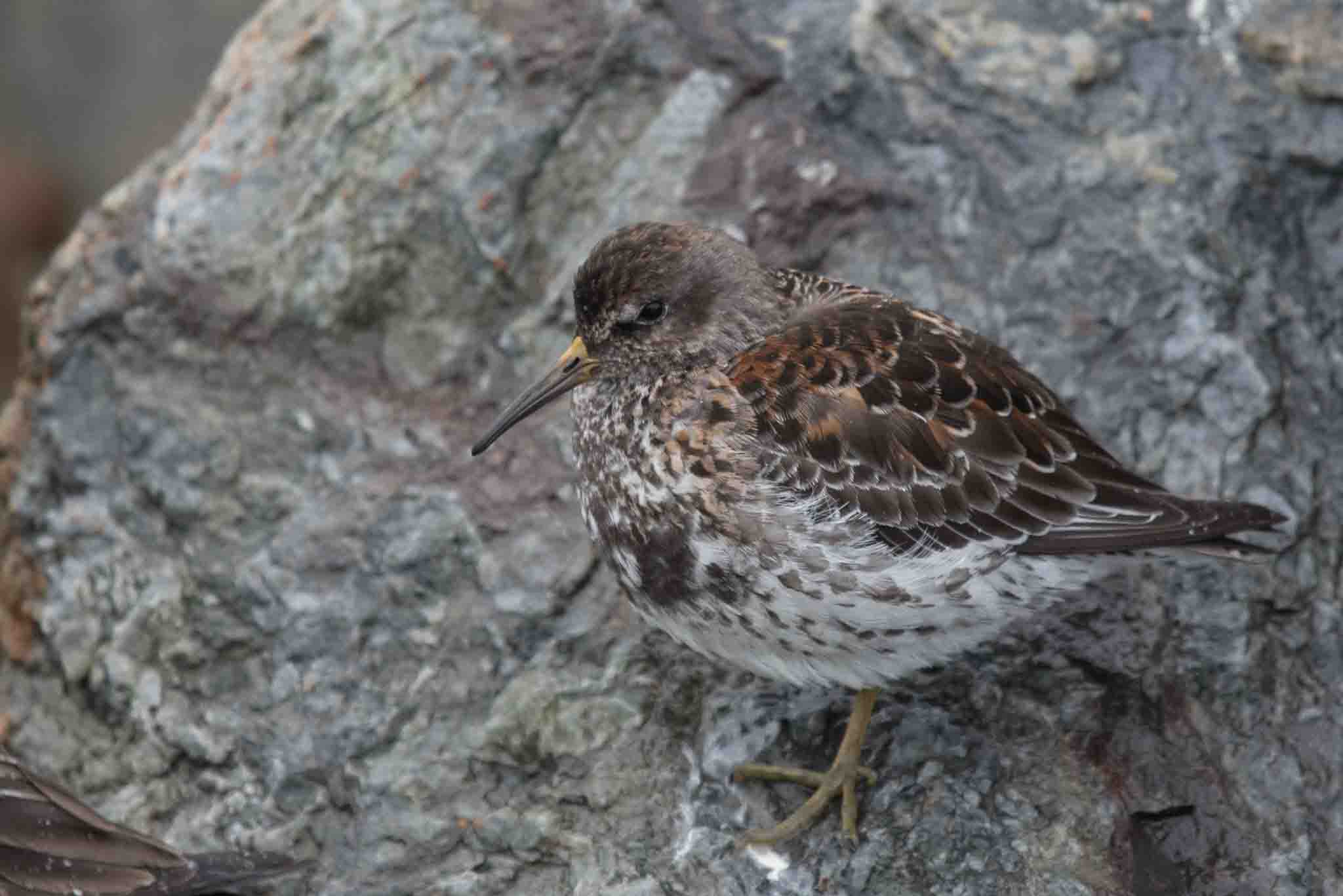 Rock Sandpiper, Homer, Alaska