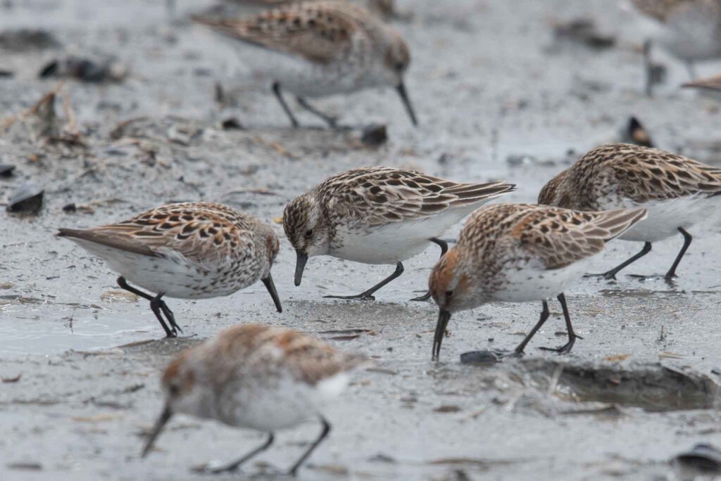 A Semipalmated Sandpiper tries to blend in with a flock of Western Sandpipers, Homer, Alaska