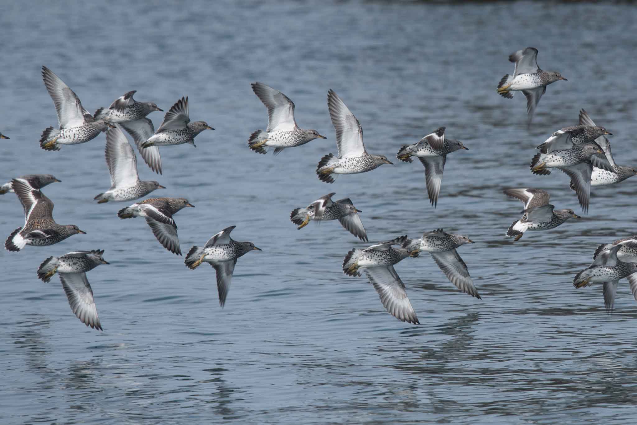 A flock of Surfbirds in the Homer harbor, Homer, Alaska.