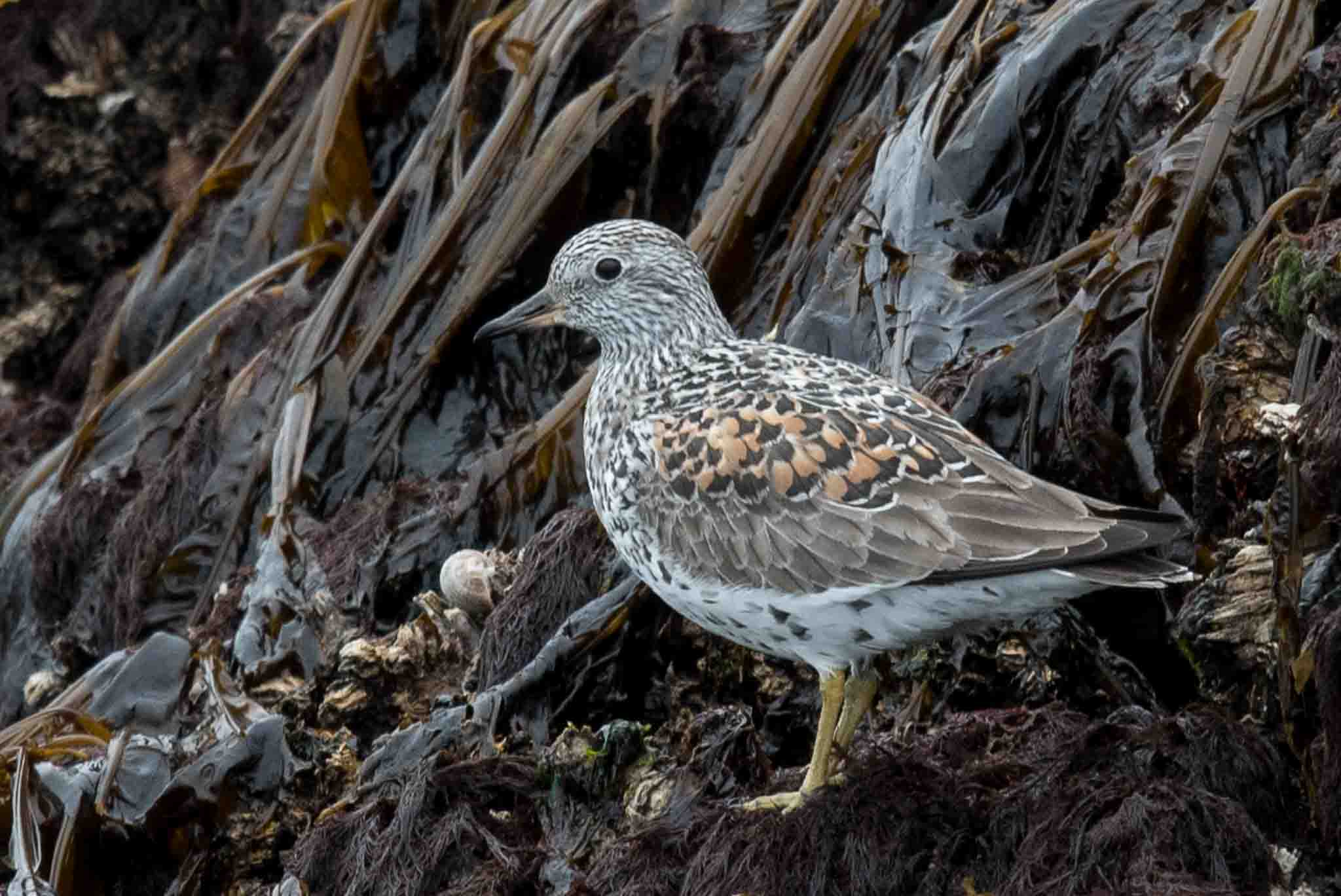 Surfbird, Homer, Alaska