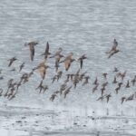 A mixed flock of shorebirds settles down on the mud in Kachemak Bay, Homer, Alaska.