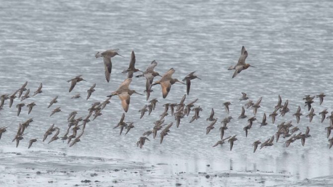 A mixed flock of shorebirds settles down on the mud in Kachemak Bay, Homer, Alaska.