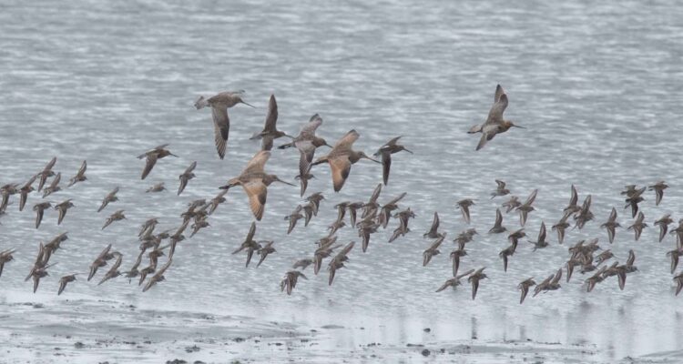 A mixed flock of shorebirds settles down on the mud in Kachemak Bay, Homer, Alaska.