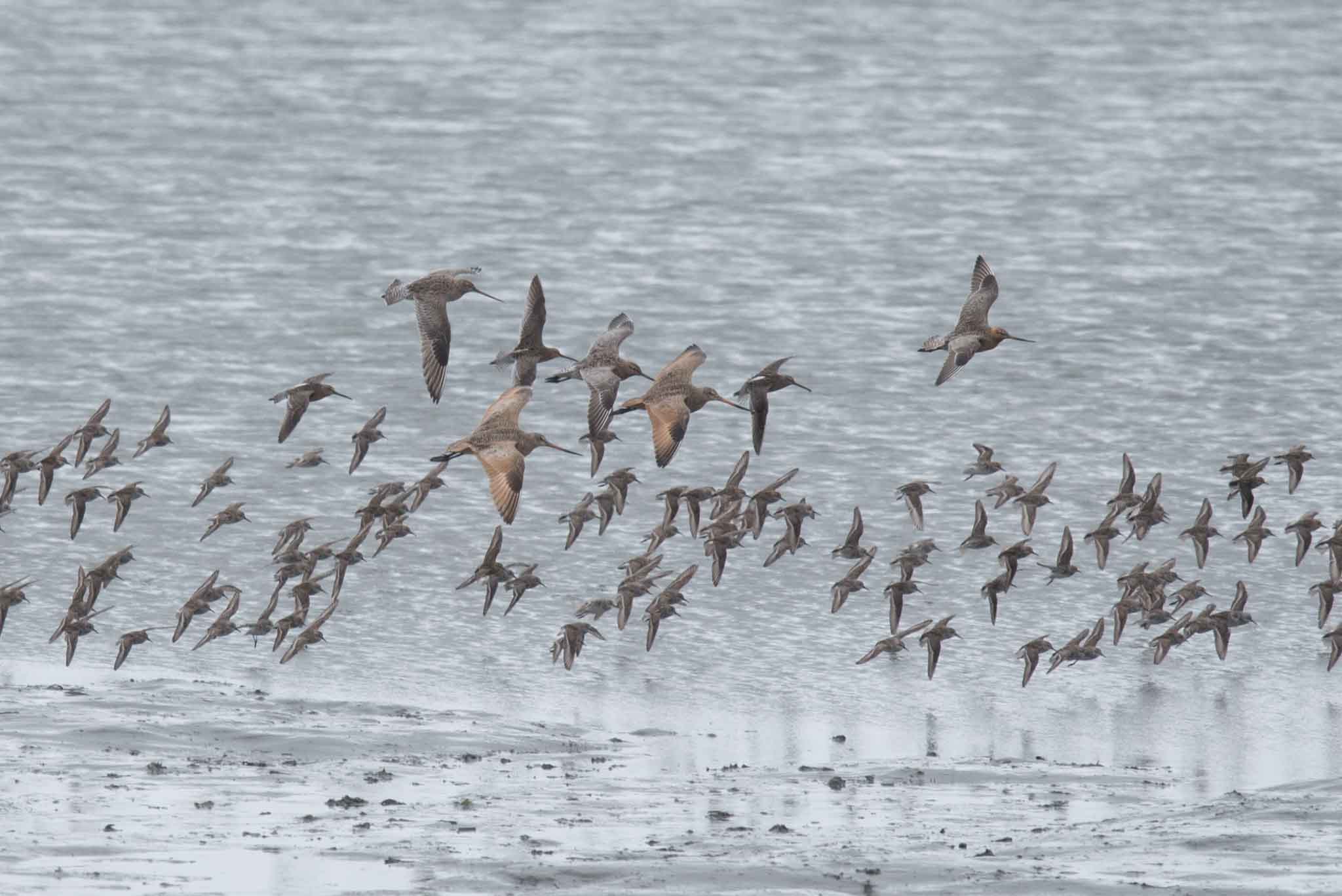 A mixed flock of shorebirds settles down on the mud in Kachemak Bay, Homer, Alaska.