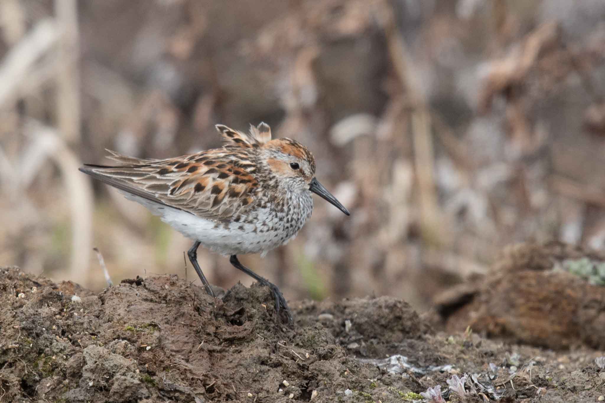 Western Sandpiper, Alaska